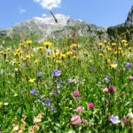 Kräuterwanderungen und allerlei mehr rund um Wildpflanzen