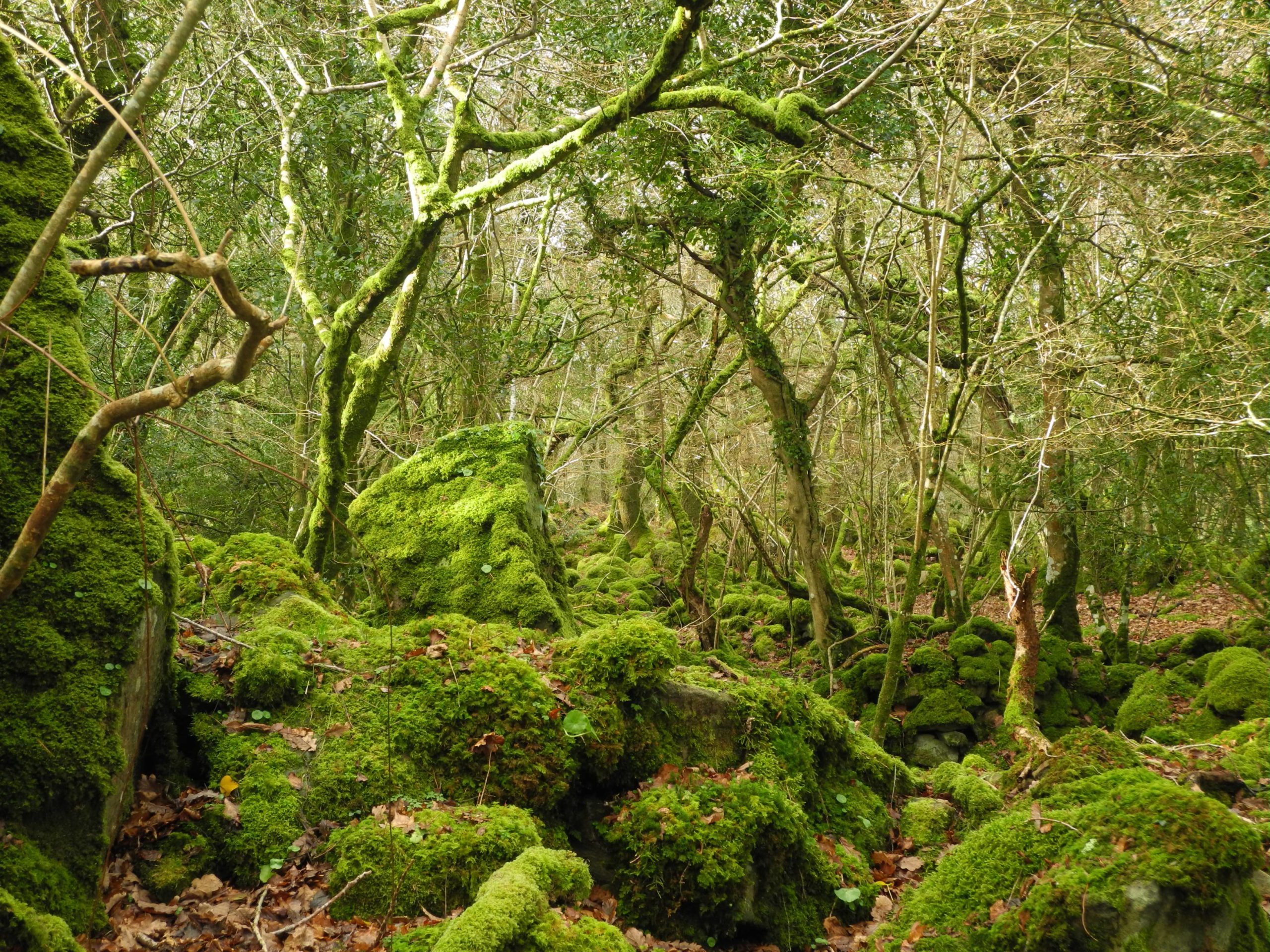 Mehr über den Artikel erfahren Erdzeit-Wochenende – Vom Tun ins Sein
