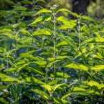 Die Brennessel - die goldene Pflanze
