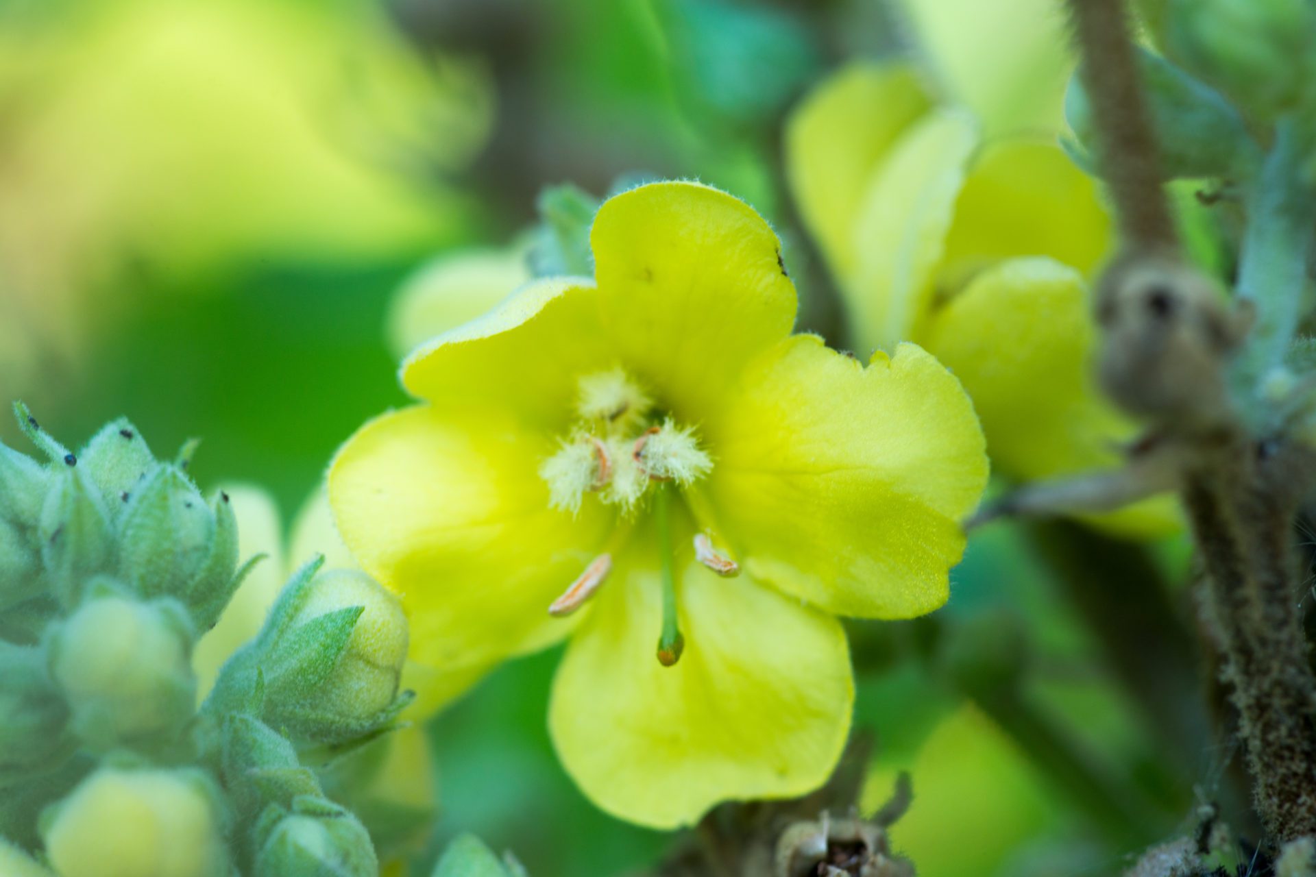 Mehr über den Artikel erfahren Stefanie Blankenburg